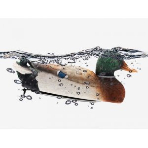 1:16 Катер 2 в 1 в виде Утки, Flytec - V201